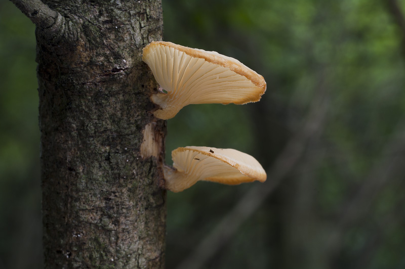 Lentinus suavissimus